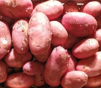 Foto Patate Rosse Origine Italia Marchio Robibbero Luigi  2