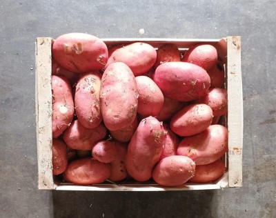 Foto Patate Rosse Origine Italia Marchio Robibbero Luigi  3
