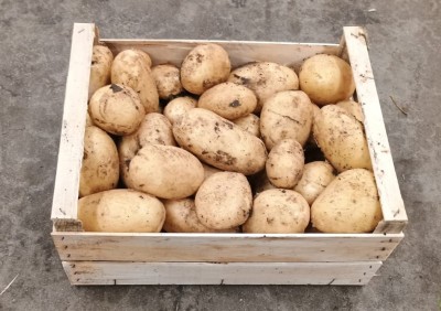 Foto Patate Bianche Origine Italia Marchio Robibbero  1