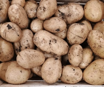 Foto Patate Bianche Origine Italia Marchio Robibbero  2