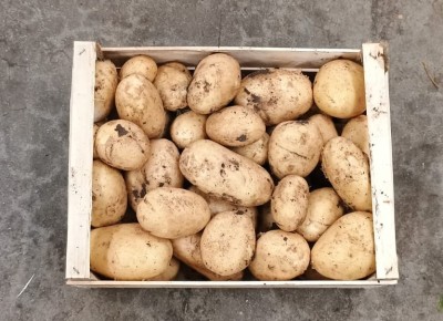 Foto Patate Bianche Origine Italia Marchio Robibbero  3