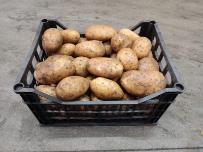 Foto Patate Varietà Novelle Origine Egitto Marchio Batta Group 1