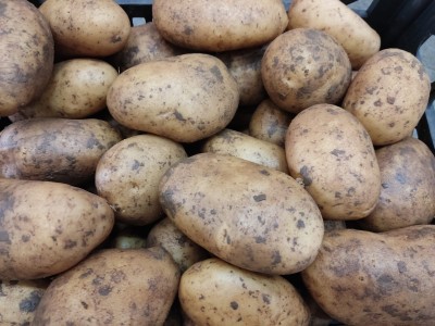 Foto Patate Varietà Novelle Origine Egitto Marchio Batta Group 2