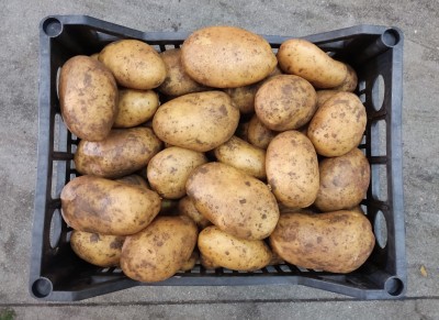 Foto Patate Varietà Novelle Origine Egitto Marchio Batta Group 3