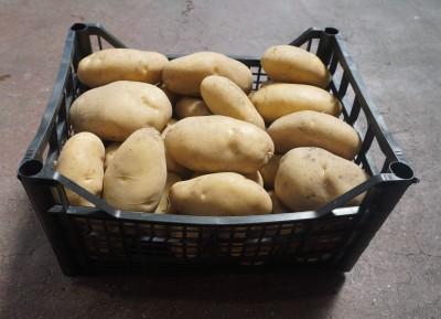 Foto Patate Varietà Bianche Origine Italia Marchio Pallavicino  1