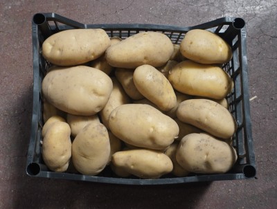 Foto Patate Varietà Bianche Origine Italia Marchio Pallavicino  3