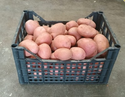 Foto Patate Rosse Origine Francia Marchio Arnone  1