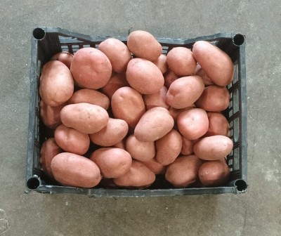 Foto Patate Rosse Origine Francia Marchio Arnone  3