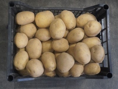 Foto Patate Bianche Origine Italia Marchio Raffaele 2