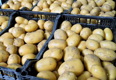 Foto Patate Bianche Novelle Origine Italia Marchio Migliore Angela 1