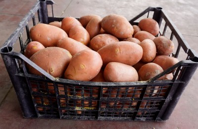 Foto Patate Rosse Origine Francia Marchio Agriroma 1