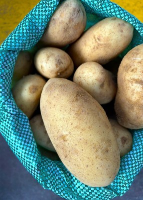 Foto Patate Spuntate Calibro 40/60 Scco da 10 Kg Origine Egitto Marchio Agricola Gloria 2
