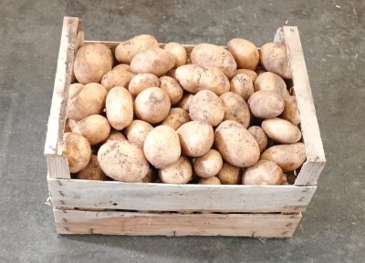 Foto Patate Bianche Varietà Novelle Origine Italia Marchio Allocca 1