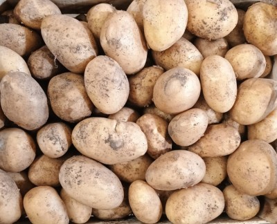 Foto Patate Bianche Varietà Novelle Origine Italia Marchio Allocca 2