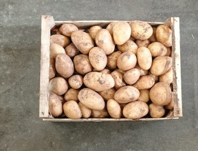 Foto Patate Bianche Varietà Novelle Origine Italia Marchio Allocca 3