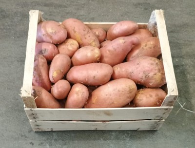 Foto Patate Rosse Origine Italia Marchio Allocca 1