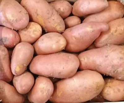 Foto Patate Rosse Origine Italia Marchio Allocca 2