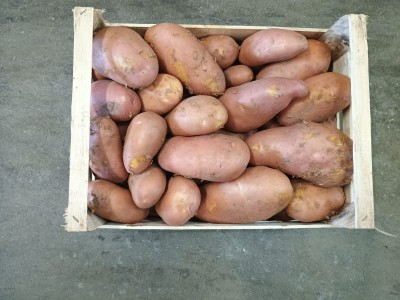 Foto Patate Rosse Origine Italia Marchio Allocca 3