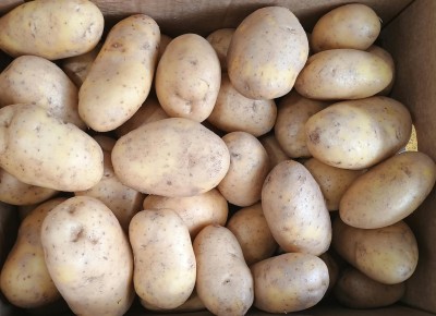 Foto Patate Varietà Agria  Origine Italia Marchio Don Patata           2