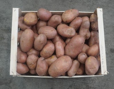 Foto Patate Rosse Origine Francia  Marchio Don Patata 3