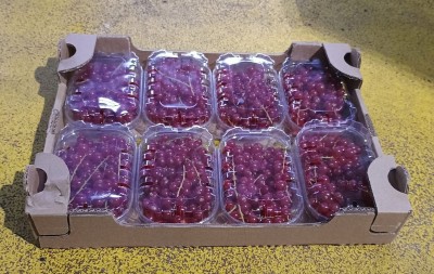Foto Ribes  Confezione Da 8 Vaschette Da 125 gr Origine Italia Marchio  Perre Nazarena 1