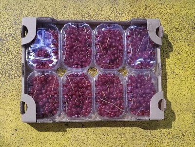 Foto Ribes  Confezione Da 8 Vaschette Da 125 gr Origine Italia Marchio  Perre Nazarena 3