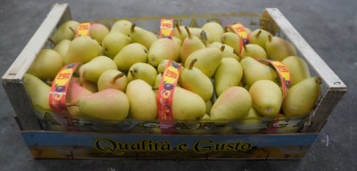 Foto Pere Ercoline Origine Chile  Marchio G.A.F. 1