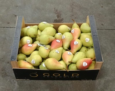 Foto Ercoline Calibro 55+ Origine Spagna Marchio Gold Selection 1