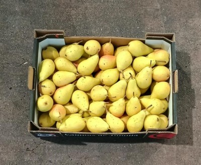 Foto Pere Ercoline Calibro 45+ Origine Spagna Marchio Campo De Jumilla 3