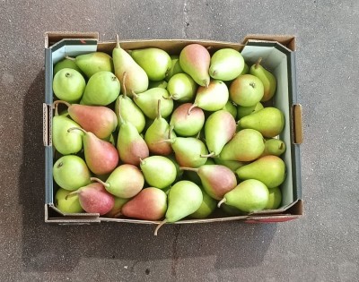 Foto Ercoline Calibro 50/55 Origine Spagna Marchio Campos De Jumilla 3
