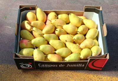 Foto Ercoline Calibro 50+ Origine Spagna Marchio Campos De Jumilla 1