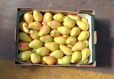 Foto Ercoline Calibro 50+ Origine Spagna Marchio Campos De Jumilla 3