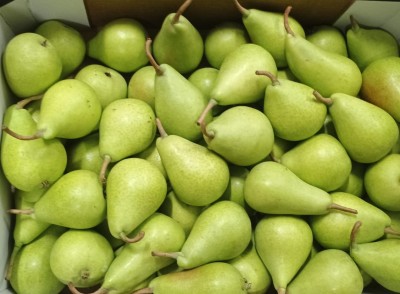 Foto Ercoline Calibro 45 Origine Spagna Marchio Campos De Jumilla 2