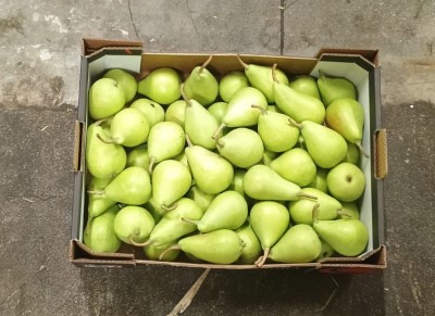 Foto Ercoline Calibro 45 Origine Spagna Marchio Campos De Jumilla 3