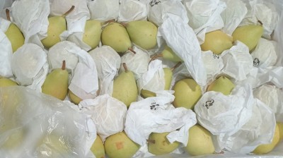 Foto Pere Ercoline Calibro 45/50 Origine Cile Marchio Frusan 2