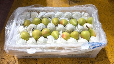 Foto Ercoline Calibro 50/55. Origine Cile Marchio Frusan 1