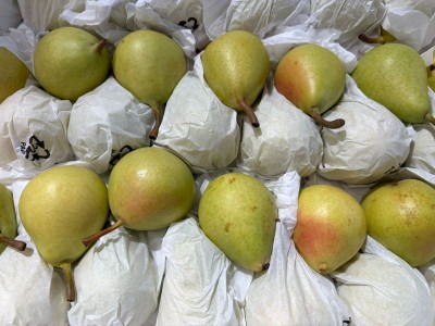 Foto Ercoline Calibro 50/55. Origine Cile Marchio Frusan 2