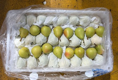 Foto Ercoline Calibro 50/55. Origine Cile Marchio Frusan 3