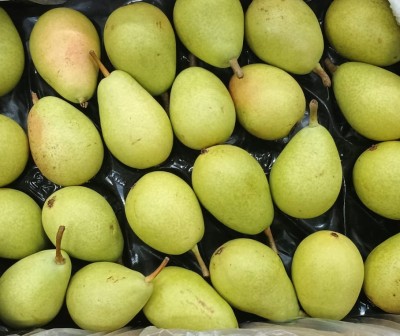 Foto Ercoline Origine Chile Marchio Frusan  2