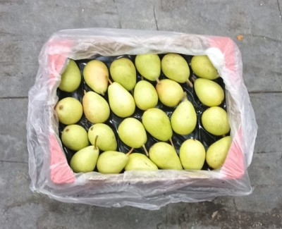 Foto Ercoline Origine Chile Marchio Frusan  3