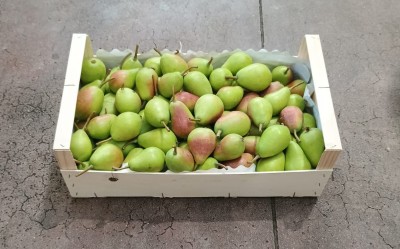Foto Ercoline Origine Spagna Marchio Raimondo  1