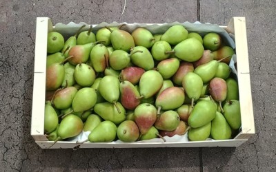 Foto Ercoline Origine Spagna Marchio Raimondo  3