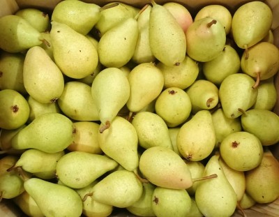 Foto Ercoline Calibro 50+ Origine Spagna Marchio Inter Fruit   2