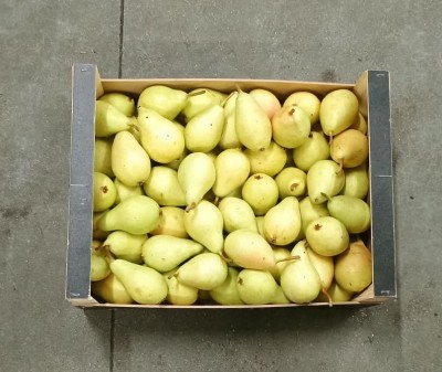 Foto Ercoline Calibro 50+ Origine Spagna Marchio Inter Fruit   3