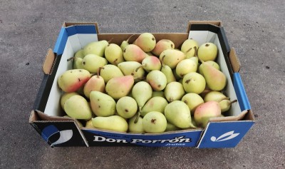 Foto Pere Ercoline Calibro 50+ Origine Spagna Marchio Don Porron 1