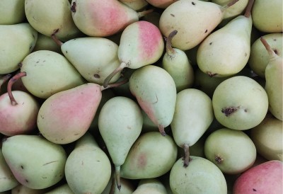 Foto Pere Ercoline Calibro 50+ Origine Spagna Marchio Don Porron 2