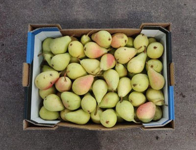 Foto Pere Ercoline Calibro 50+ Origine Spagna Marchio Don Porron 3