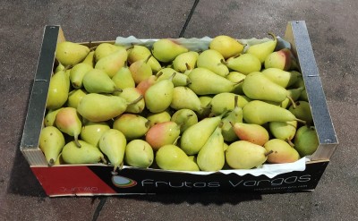 Foto Pere Ercoline Calibro  45+ Origine Spagna Marchio Vargas	 1