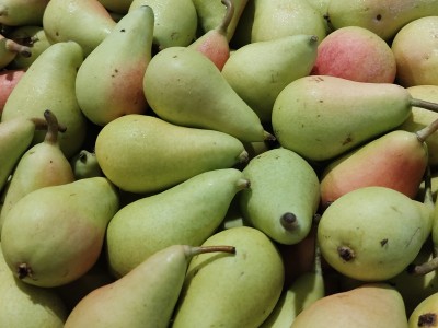 Foto Pere Ercoline Calibro  45+ Origine Spagna Marchio Vargas	 2