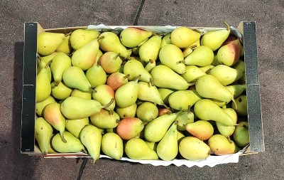 Foto Pere Ercoline Calibro  45+ Origine Spagna Marchio Vargas	 3